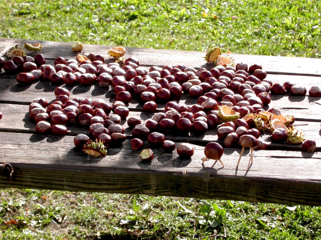 Chestnuts and spiky husks spread across a wooden table in sunlight