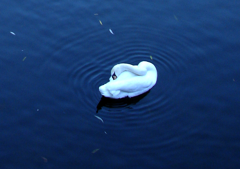 White swan floating on dark blue water