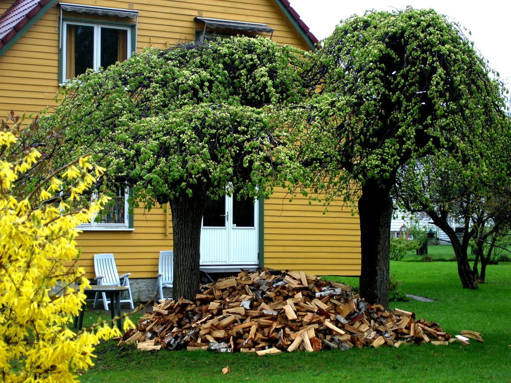 Træer vokst sammen med vedhaug under