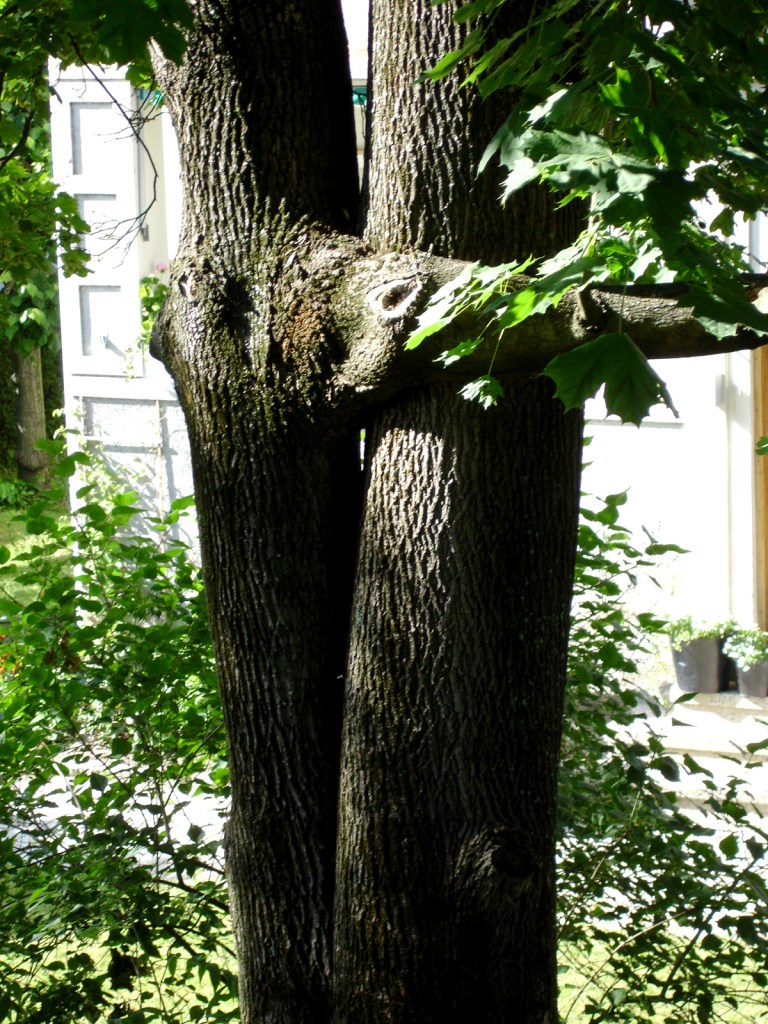Intertwined tree trunks in a garden setting